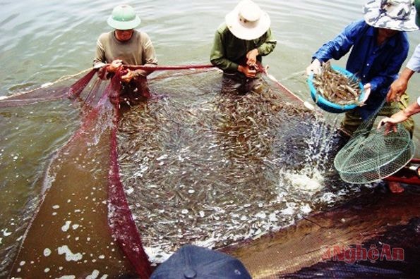 Thu hoạch tôm ở Quỳnh Bảng (Quỳnh Lưu).