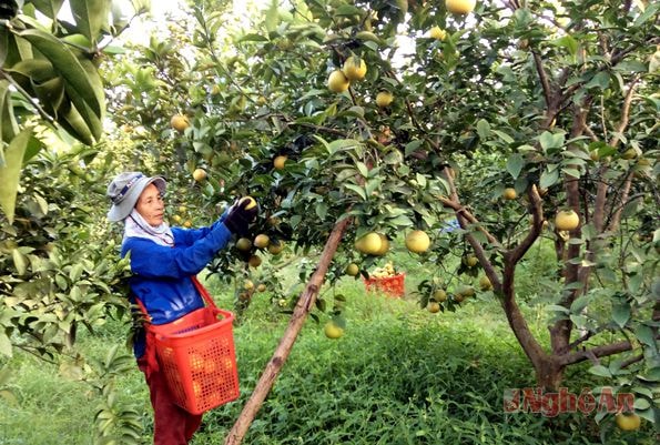 Thu hoạch cam ở xã Đồng Thành (Yên Thành).