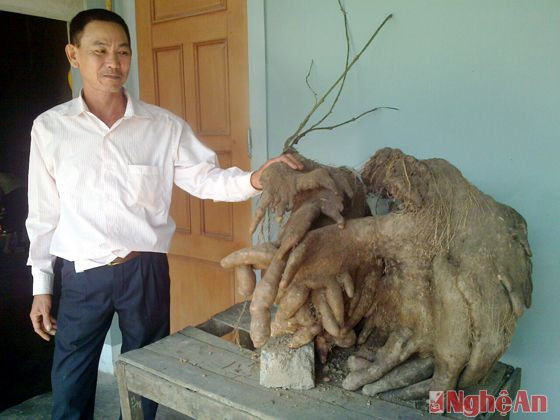 Củ khoai vạc có trọng lượng gần 50kg