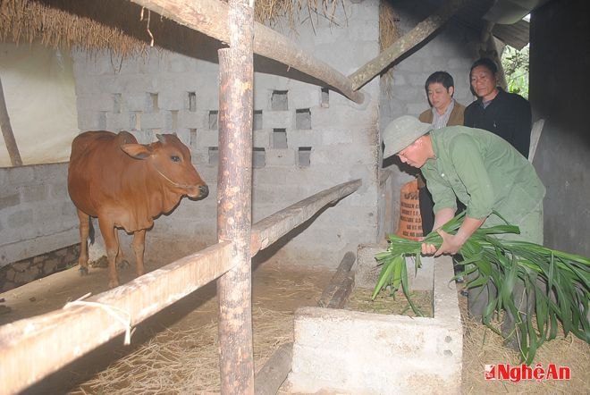 Gia đình anh Hà Văn Tích vay vốn mua bò sinh sản.