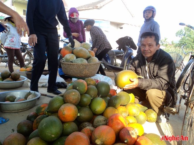 Nông dân xã Tào Sơn (Anh Sơn) thu hoạch gấc.