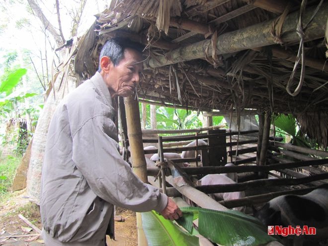 Ông Vi Văn Phước chăm sóc vật nuôi.