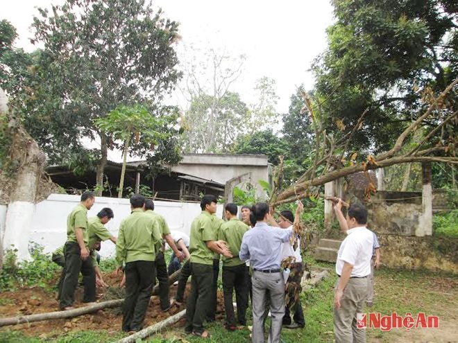 Lãnh đạo trồng cây tại Lâm trường Quế Phong.