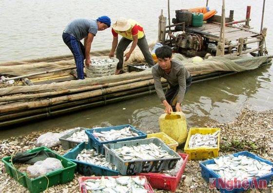 Quà của biển là đủ các loại cá, sò, tôm, cua được chuyển lên bến