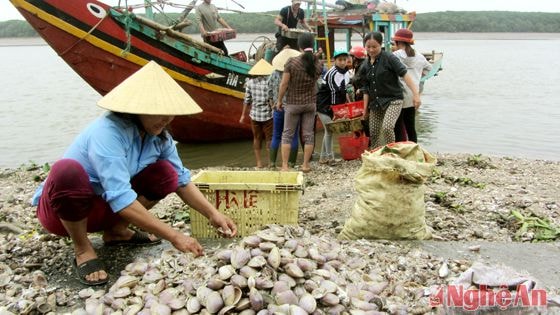 Quà của biển là đủ các loại cá, sò, tôm, cua được chuyển lên bến