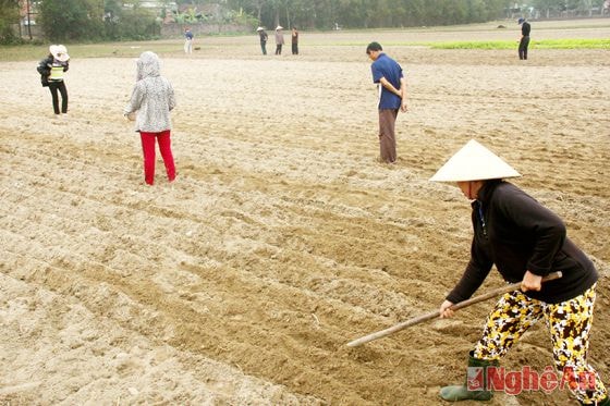 Gieo lạc xuân ở xã Nghi Phú - TP. Vinh.Ảnh: Phan Nguyễn