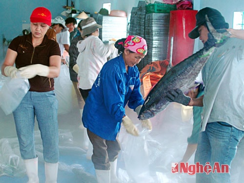 Bảo quản cá thu ở kho đông lạnh (Nghi Hải, TX. Cửa Lò). Ảnh: Trường Sinh