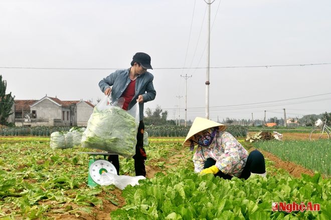 Sản xuất rau ở xã Quỳnh Lương (Quỳnh Lưu).
