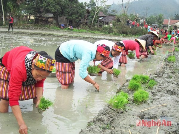 Vào vụ cấy (Lục Dạ - Con Cuông).