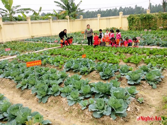 Học sinh thăm quan vườn rau