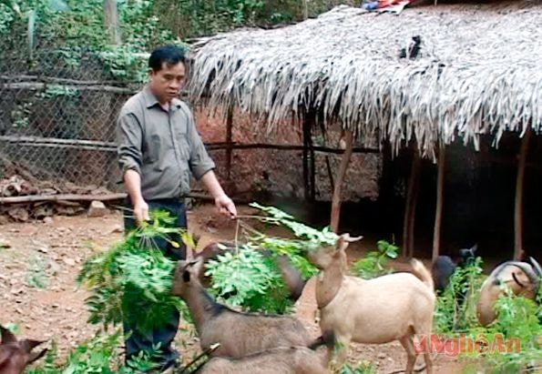 Ông  Vi Văn Tiến chăm sóc đàn dê.