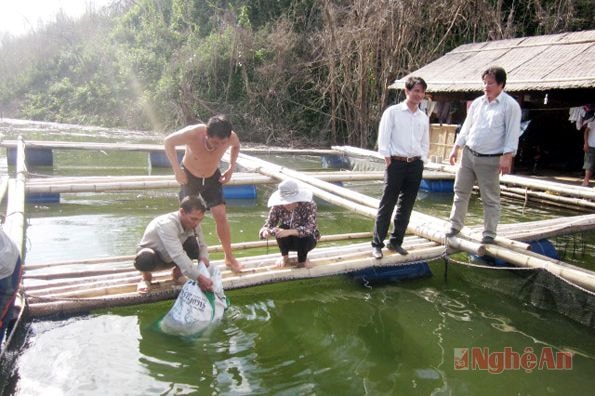 Thả cá giống lồng bè trên lòng hồ Thủy điện Hủa Na - Quế Phong.