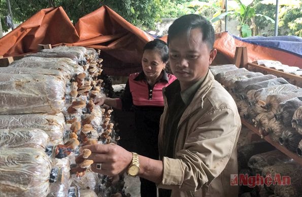 Sản xuất nấm theo chuẩn VietGAP tại xã Sơn Thành.