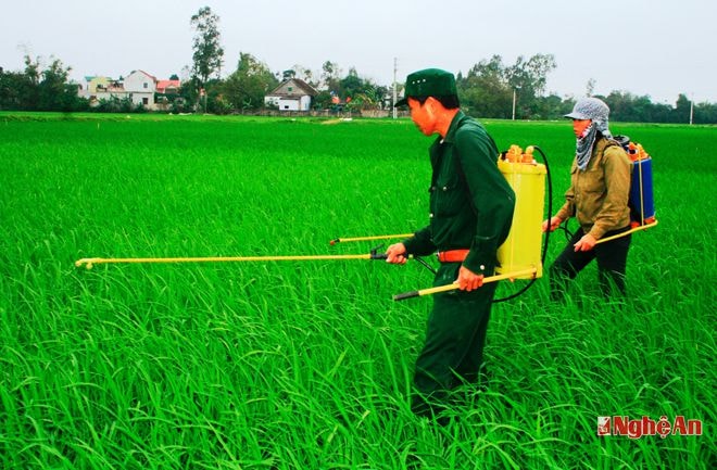 Bà con xóm 7, xã Nghi Thái (Nghi Lộc) phun thuốc trừ bệnh đạo ôn.