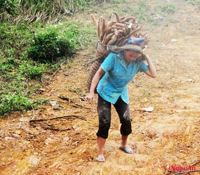 Phụ nữ bản Tả Xiêng - Ngọc Lâm (Thanh Chương) thu hoạch sắn.