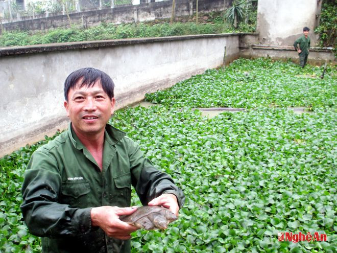 Anh Trần Công Sơn (Thanh Mỹ, Thanh Chương) kiểm tra ao nuôi ba ba.