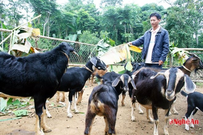 Anh Nguyễn Lâm Thân (xóm Thuần Trung, xã Thanh Tùng, Thanh Chương) chăm sóc đàn dê nhốt.