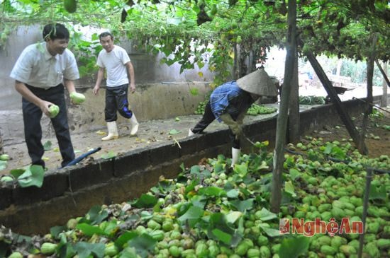 Người dân chấp nhận để su su rụng và hư hỏng ngoài vườn