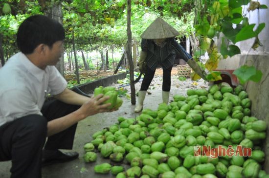 Một số quả tốt hơn được gom lại để làm thức ăn cho gia súc, gia cầm