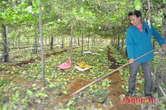 Ông Hồ Văn Đước xóm 6 ngậm ngùi  dùng cuốc vùi quả su su để làm phân xanh