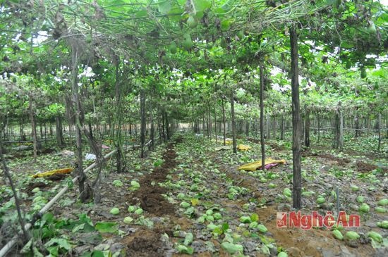 Gần như nhà ai trồng su su ở Quỳnh Liên đều có quả rụng đầy vườn