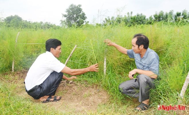 Mô hình trồng măng tây xanh tại thôn Trường, xã Thanh Lĩnh (Thanh Chương).