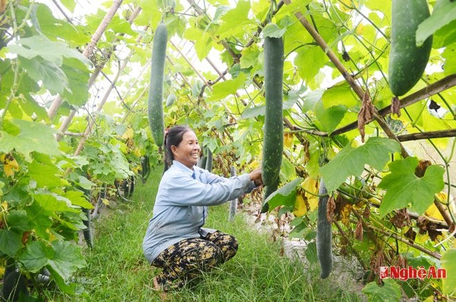 Mô hình trồng bí xanh trên đất 2 lúa tại thôn Hồng - xã Thanh Lĩnh (Thanh Chương).