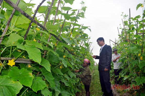 Lãnh đạo xã Tân Sơn (Quỳnh Lưu) kiểm tra mô hình trồng dưa chuột.