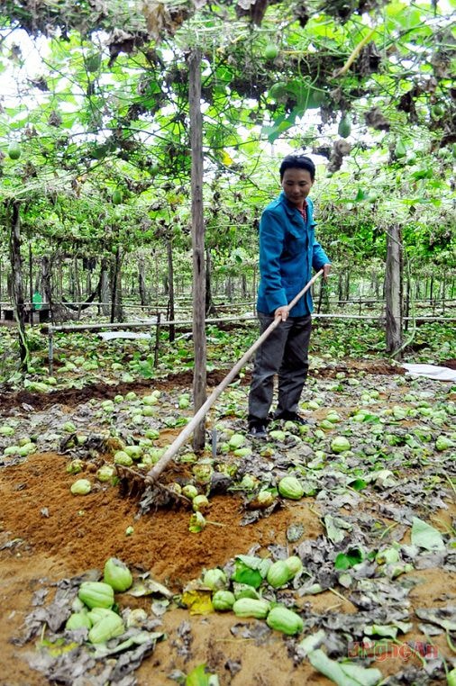 Ông Hồ Văn Đước (xóm 6, xã Quỳnh Liên) gom quả su su làm phân bón.