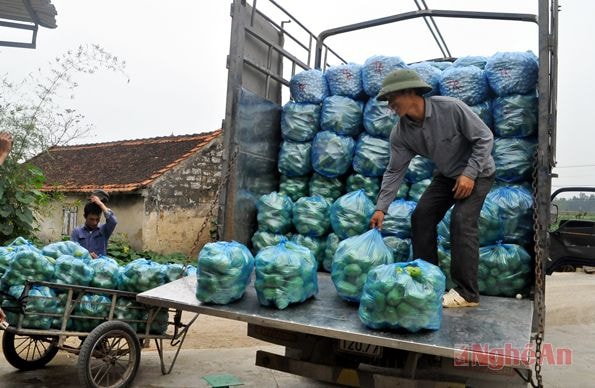 Thời gian đầu, nhiều gia đình thu vài trăm triệu đồng từ trồng su su.