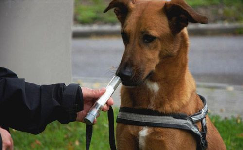 Những con chó được huấn luyện có thể đánh hơi và phát hiện bệnh nhân mắc ung thư. Ảnh minh họa: European Lung Foundation
