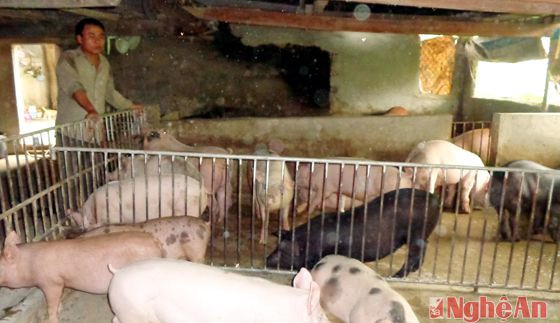 Gia đình anh Nguyễn Hữu Lương sử dụng thức ăn ủ men vi sinh nuôi lợn. 