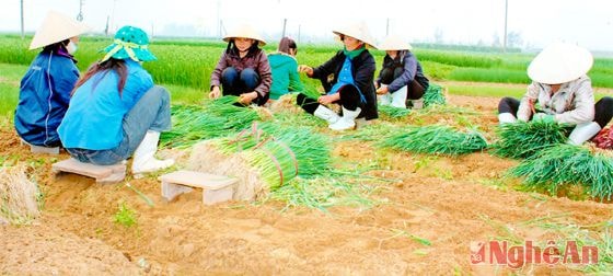 Thu hoạch hành lá ở xã Quỳnh Lương (Quỳnh Lưu).