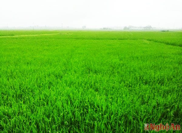 Tính đến ngày 11/3 toàn huyện Hưng Nguyên đã có gần 1.000 ha lúa bị nhiễm bệnh đạo ôn