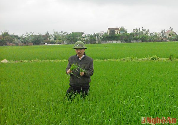 Trước tình hình đó UBND huyện Hưng Nguyên đã  chỉ  đạo ngành nông nghiệp, bảo vệ thực vật, trạm khuyến nông, chính quyền và nông dân toàn huyện triển khai khẩn trương các biện pháp phòng chống đọa ôn, không để lây lan thành dịch, ảnh hưởng đến sản xuất nông nghiệp.