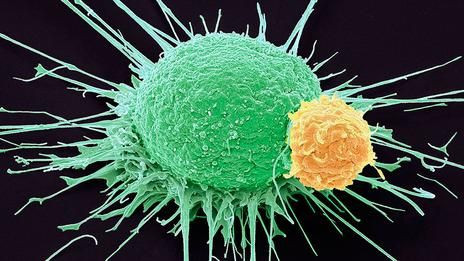 Các nhà khoa học không ngừng nghiên cứu làm thế nào để kích hoạt phản ứng miễn dịch có thể giúp đánh bại ung thư
