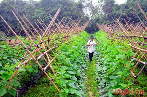 Nông dân xã Đặng Sơn chăm sóc rau màu hàng hóa.