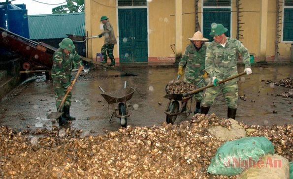 Rửa dong riềng đưa vào sản xuất miến dong  ở Đoàn KT - QP4.