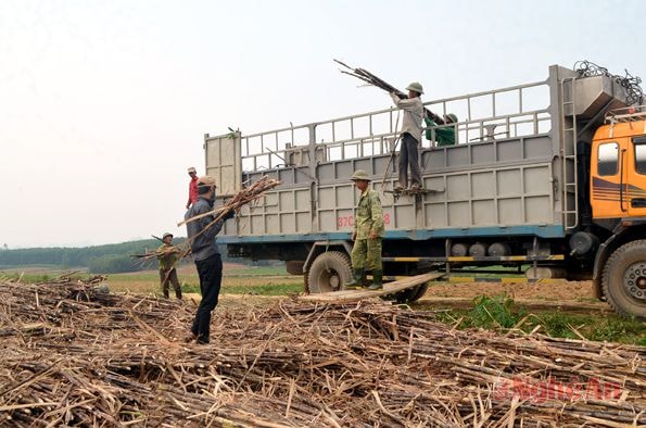 Nông dân xóm 15, xã Bình Sơn (Anh Sơn) thu hoạch mía nguyên liệu. Ảnh: L.M
