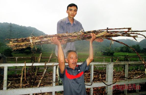 ÔNg Quang Văn Hoa đã 60 tuổi vẫn phải bốc mía