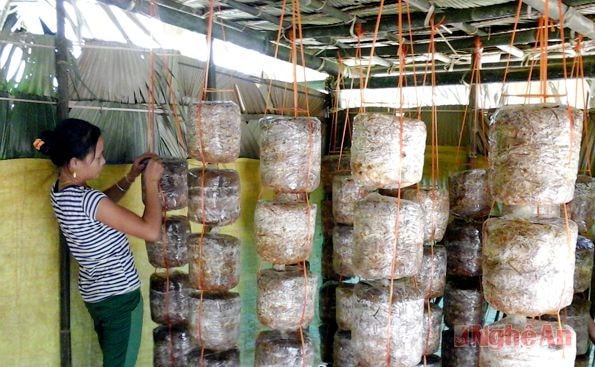 Mô hình trồng nấm ở xã Châu Thôn (Quế Phong).