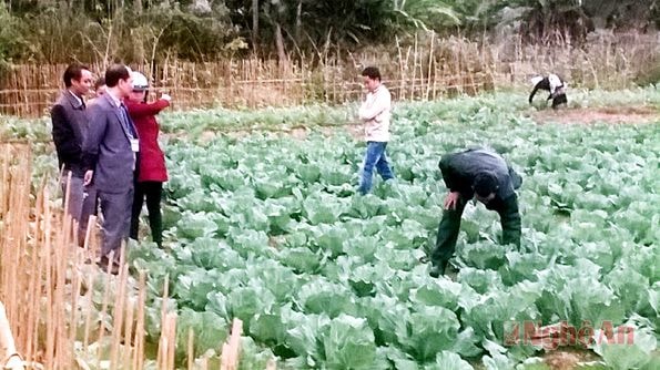 Mô hình trồng rau ở xã Châu Thôn (Quế Phong).
