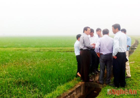 Đồng chí Hồ Ngọc Sỹ kiểm tra công tác phòng trừ bệnh Đạo ôn lúa tại huyện Hưng Nguyên.