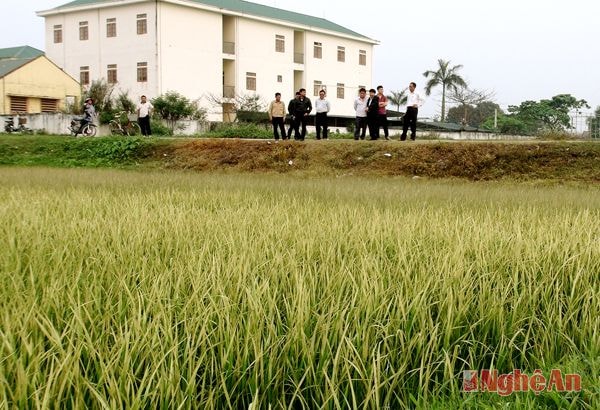 Cảnh sát Môi trường, chính quyền xã Hưng Đông và người dân chứng kiến cảnh lúa và hoa màu bị cháy khô lá