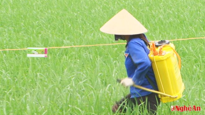 Nông dân xã Diễn Thái (Diễn Châu) phun thuốc trừ bệnh đạo ôn cho lúa. Ảnh: Vinh ThẢo