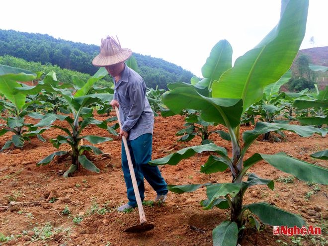 Anh Nguyễn Quang Phúc làm việc trong trang trại của mình.