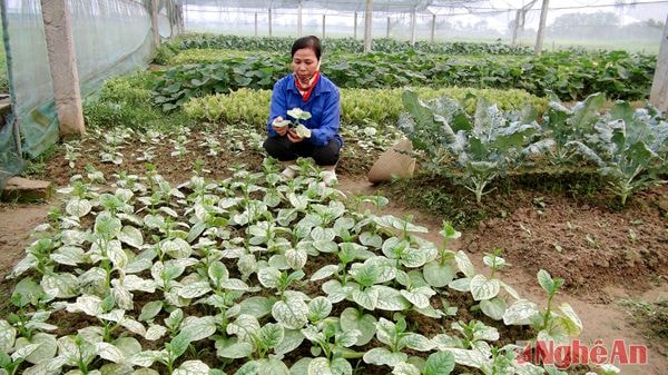 Người dân trước luống rau bị cháy lá