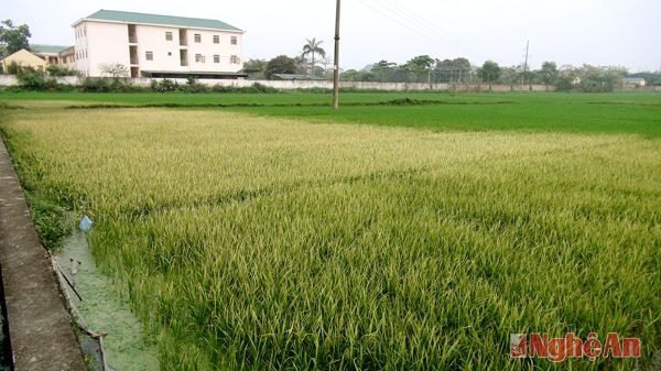 Ruộng lúa bị cháy lá