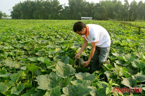  Mô hình trồng bí đỏ trên đất bãi cho hiệu quả cao của anh Nguyễn Văn Hiếu, xóm 2, xã Hưng Xá (Hưng Nguyên).