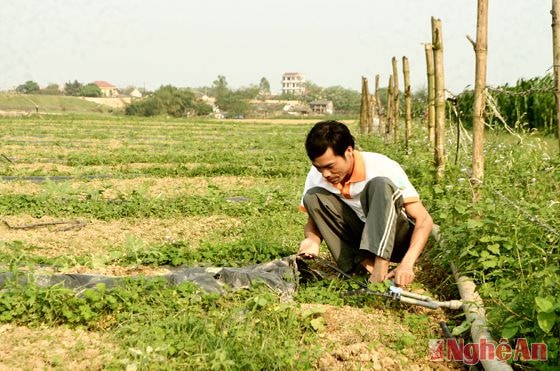 Hệ thống tưới nhỏ giot  giúp anh Hiếu nâng cao hiệu quả cây trồng trên bãi